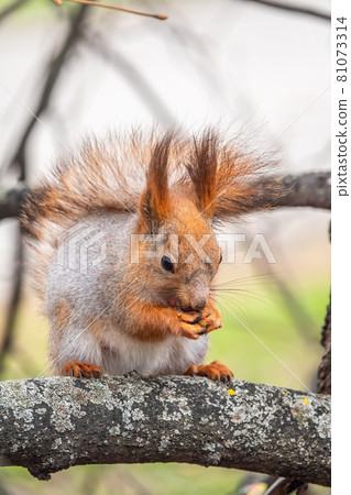 The squirrel with nut sits on a branches in the spring or summer. The squirrel with nut sits on a branches in the spring or summer. 81073314