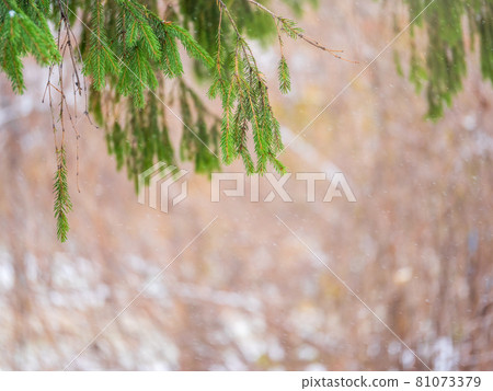 Background of green spruce branches in autumn or winter snowfall 81073379