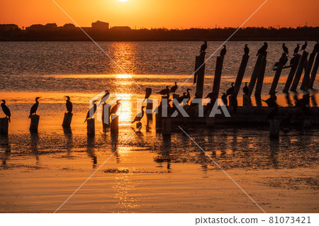Beautiful red and orange sunset over the sea. The sun goes down over the sea. A flock of cormorants sits on a old sea pier in orange sunset light 81073421