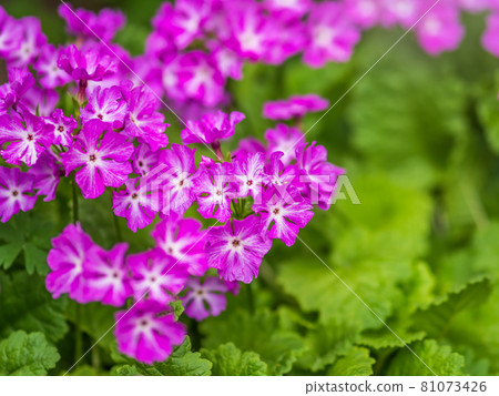 Japanese primrose, Primula sieboldii, Known also as Asiatic primrose and Cortusoides primula. Another scientific name is Primula patens. 81073426