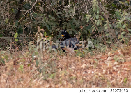 Male Adult Bare-faced Curassow 81073480