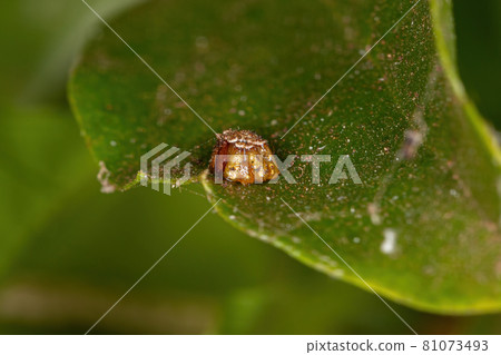 Assassin Bug Eggs Assassin Bug Eggs 81073493