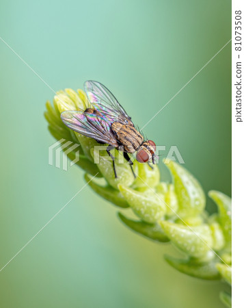 Adult Flesh Fly Adult Flesh Fly 81073508