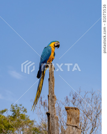 Adult Blue-and-yellow Macaw Adult Blue-and-yellow Macaw 81073516