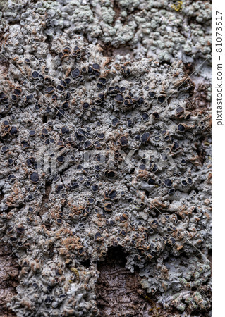 Common Lichen Texture Common Lichen Texture 81073517