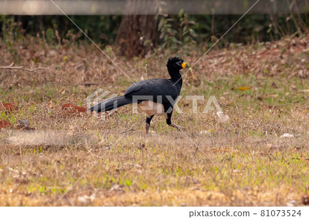 Male Adult Bare-faced Curassow Male Adult Bare-faced Curassow 81073524