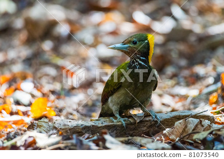 Greater yellownape woodpecker (Chrysophlegma flavinucha) exploring and eating termites Greater yellownape woodpecker (Chrysophlegma flavinucha) exploring and eating termites 81073540