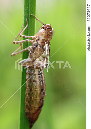 Dragonfly exuvia attached to plant stem close up Dragonfly exuvia attached to plant stem close up 81073627