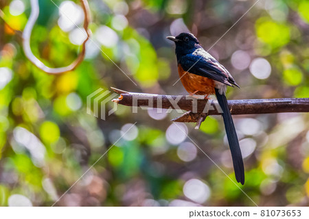 Copsychus malabaricus White-rumped Shama nature of thailand 81073653