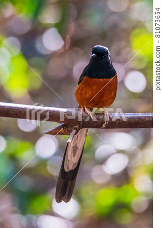 Copsychus malabaricus White-rumped Shama nature of thailand 81073654