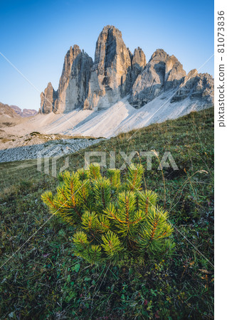 Drei Zinnen or Tre Cime di Lavaredo with beautiful jung pine tree in foreground, Sextener Dolomiten or Dolomiti di Sesto, South Tirol, Italian Alps Drei Zinnen or Tre Cime di Lavaredo with beautiful jung pine tree in foreground, Sextener Dolomiten or Dolomiti di Sesto, South Tirol, Italian Alps 81073836