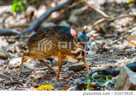 Lesser mouse-deer (Tragulus kanchil) walking in real nature 81073929