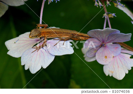 A long-tailed two-horned snake that was in a quietly blooming hydrangea surrounded by leaves at Hydrangea Temple. A long-tailed two-horned snake that was in a quietly blooming hydrangea surrounded by leaves at Hydrangea Temple. 81074036