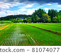 Countryside rice field 81074077