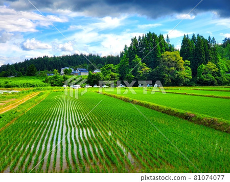農村稻田 農村稻田 81074077