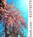 Weeping cherry blossoms and sky 81074079