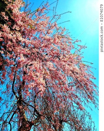 垂枝櫻花和天空 垂枝櫻花和天空 81074079