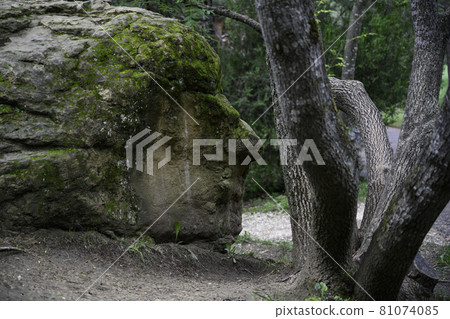 A huge stone in the shape of a human head, covered with moss, in the forest 81074085