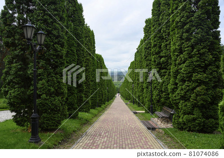 A long alley with cypress trees, benches and lanterns 81074086
