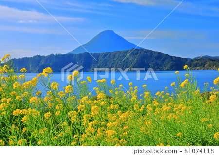 [Kagoshima Prefecture] Rape field and Kaimondake volcano under sunny weather 81074118