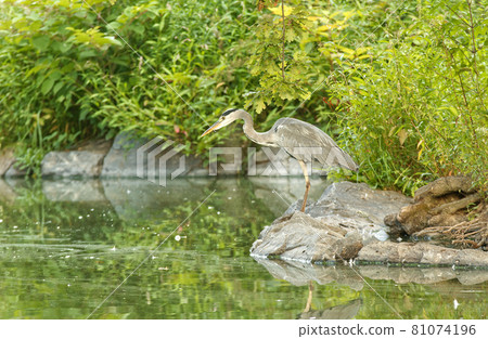 Ardea herodias, great blue heron walking on the lakeshore. Great heron fishing in the morning sun in the reeds on the shore of the pond. 81074196
