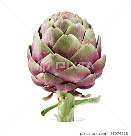 Fresh purple artichoke isolated on white background 81074318