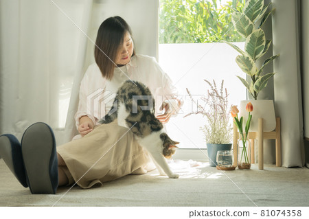 asian woman play with white brown tabby scottish straight cat in her living room asian woman play with white brown tabby scottish straight cat in her living room 81074358