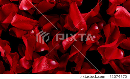 Flying rose petals isolated on black background. 81074870
