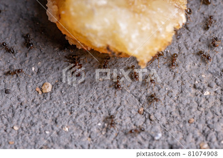 Adult Big-headed Ants 81074908