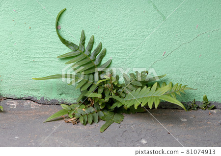Ladder Fern Plant Ladder Fern Plant 81074913