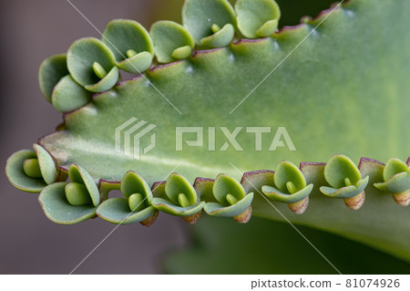 Details of the leaves of a crasulaceous plant Details of the leaves of a crasulaceous plant 81074926