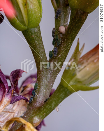 Small Aphids Insectson the plant Flaming Katy Small Aphids Insectson the plant Flaming Katy 81074927