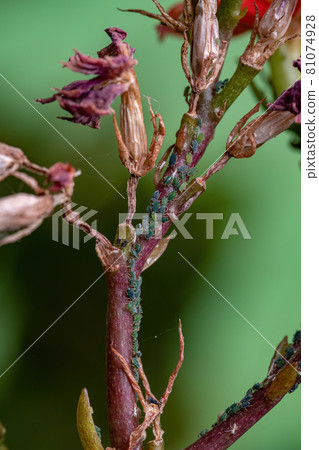 Small Aphids Insectson the plant Flaming Katy Small Aphids Insectson the plant Flaming Katy 81074928