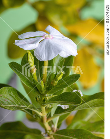 White Madagascar Periwinkle Flower White Madagascar Periwinkle Flower 81074929