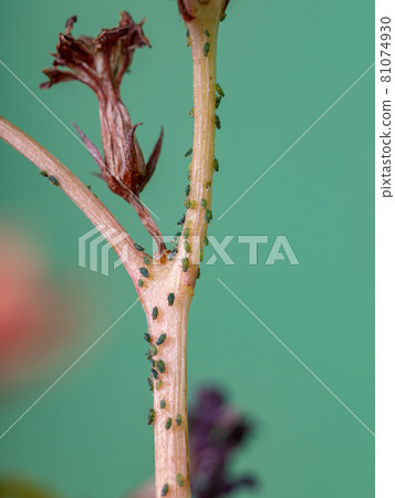 Small Aphids Insectson the plant Flaming Katy 81074930