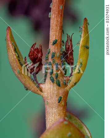 Small Aphids Insectson the plant Flaming Katy Small Aphids Insectson the plant Flaming Katy 81074931