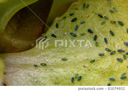 Small Aphids Insectson the plant Flaming Katy Small Aphids Insectson the plant Flaming Katy 81074932