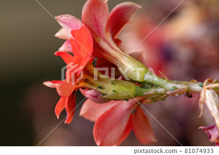 Small Aphids Insectson the plant Flaming Katy Small Aphids Insectson the plant Flaming Katy 81074933