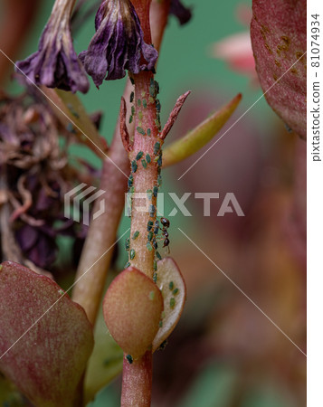 Small Aphids Insectson the plant Flaming Katy 81074934