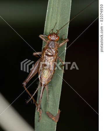 Adult Male True Cricket 81074950