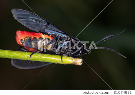 Adult Tiger Moth 81074951