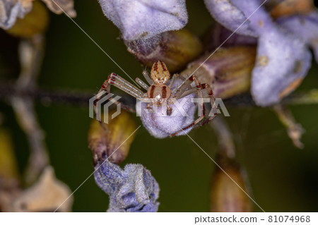 Adult Male Crab Spider 81074968