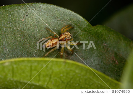 Small Jumping Spider Small Jumping Spider 81074990