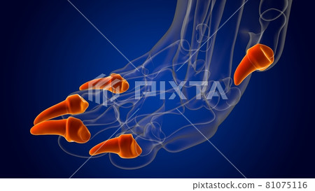 Distal Phalanx Bones Dog skeleton Anatomy For Medical Concept 3D Distal Phalanx Bones Dog skeleton Anatomy For Medical Concept 3D 81075116