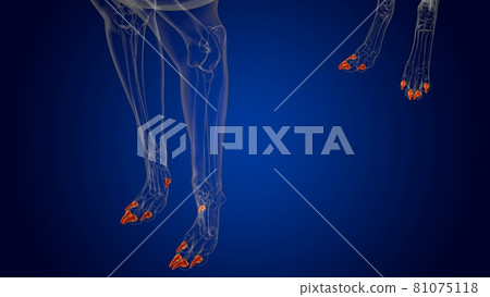 Distal Phalanx Bones Dog skeleton Anatomy For Medical Concept 3D Distal Phalanx Bones Dog skeleton Anatomy For Medical Concept 3D 81075118