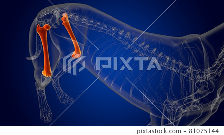 Femur Bones Dog skeleton Anatomy For Medical Concept 3D 81075144