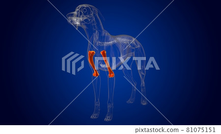 Humerus Bones Dog skeleton Anatomy For Medical Concept 3D Humerus Bones Dog skeleton Anatomy For Medical Concept 3D 81075151