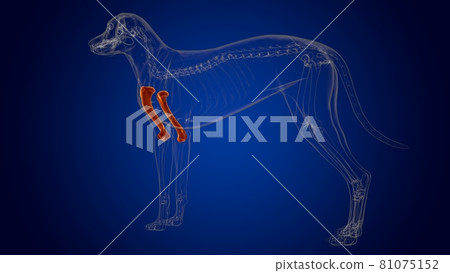 Humerus Bones Dog skeleton Anatomy For Medical Concept 3D Humerus Bones Dog skeleton Anatomy For Medical Concept 3D 81075152