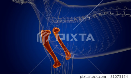 Humerus Bones Dog skeleton Anatomy For Medical Concept 3D 81075154