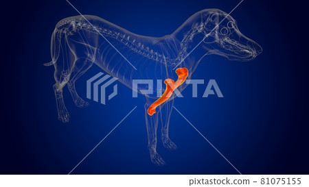 Humerus Bones Dog skeleton Anatomy For Medical Concept 3D Humerus Bones Dog skeleton Anatomy For Medical Concept 3D 81075155